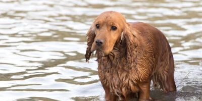 Veja os riscos da leptospirose em cães e gatos devido às enchentes
