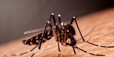 Casos de dengue no Brasil caem 75% em 2026