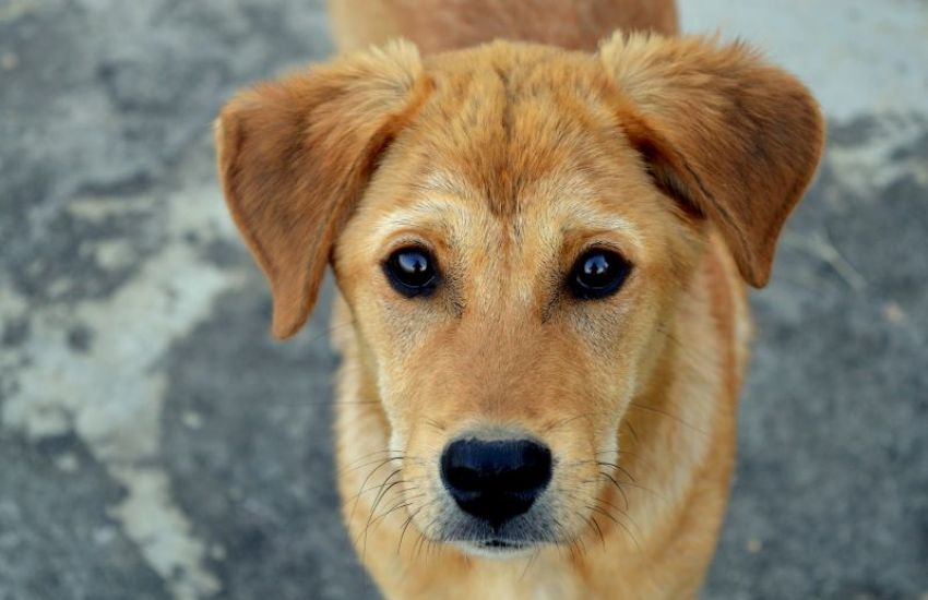 Projeto cria instrumentos para ampliar proteção animal em Camaquã 
