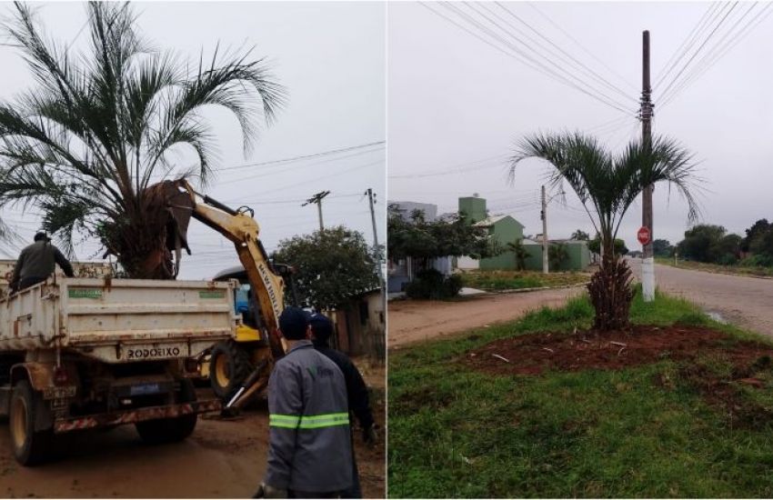 Butiazeiro é transplantado em ação de preservação ambiental em Camaquã 