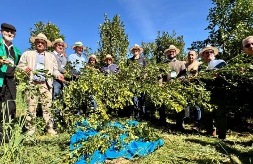 Colheita da erva-mate é aberta com expectativa de safra de 310 mil toneladas de folhas verdes 
