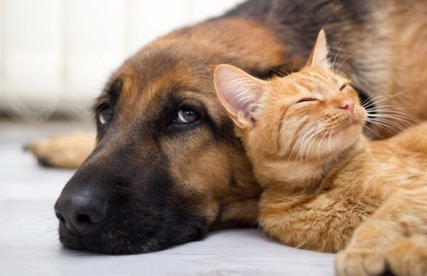 Inscrições para mutirão que vai castrar animais domésticos estão abertas em Dom Feliciano 