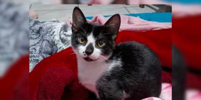 Família procura por gatinho desaparecido em Camaquã