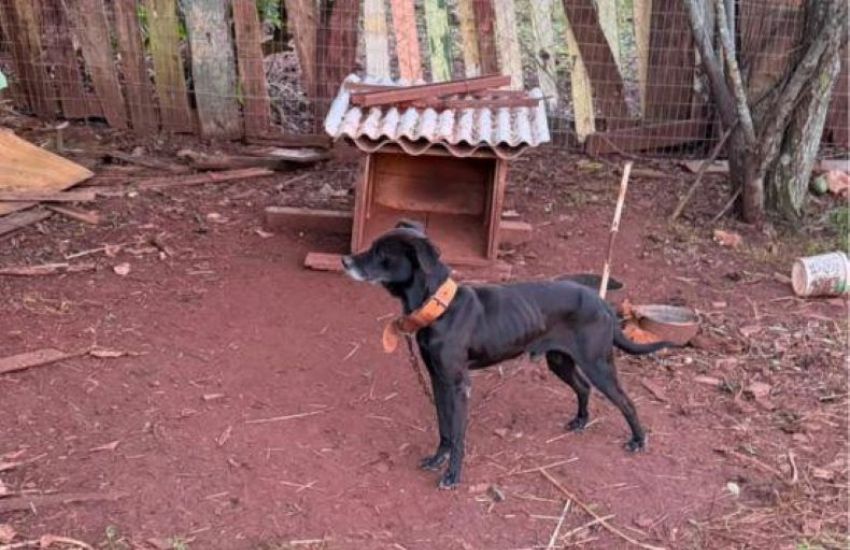 Justiça decreta prisão de homem investigado por maus-tratos a animais em Cruz Alta 