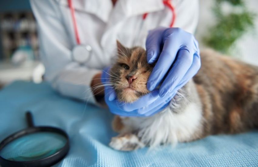 Diagnóstico tardio ainda é um dos principais desafios na oncologia veterinária 