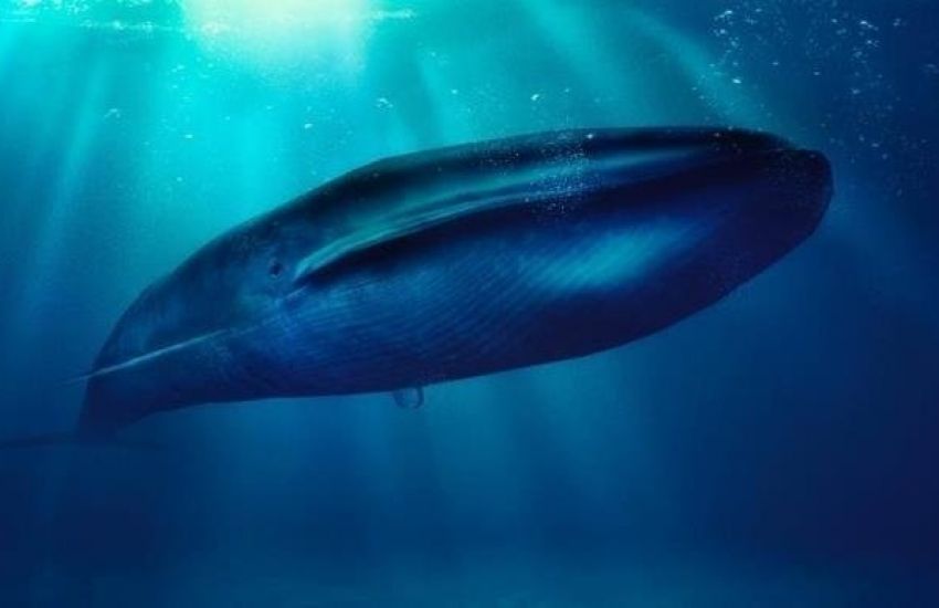 Origem do "desafio da baleia azul" é contestada pela imprensa russa 