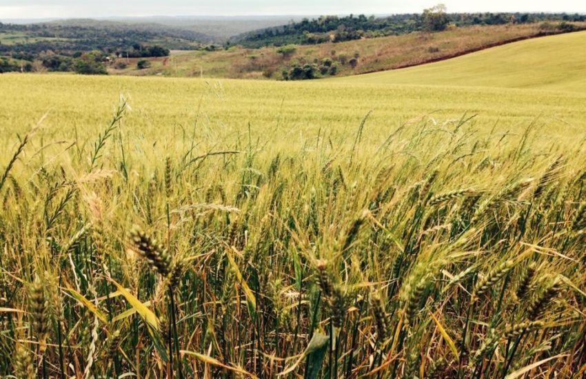 Colheita do trigo atinge 78% da área plantada no Rio Grande do Sul 