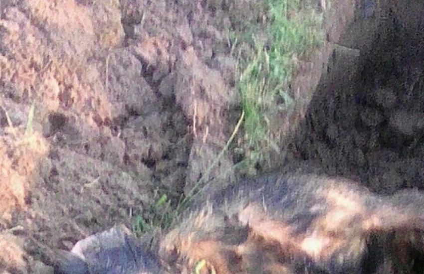 Matança de cães no bairro Wolf em Tapes será investigada pela Polícia Civil 