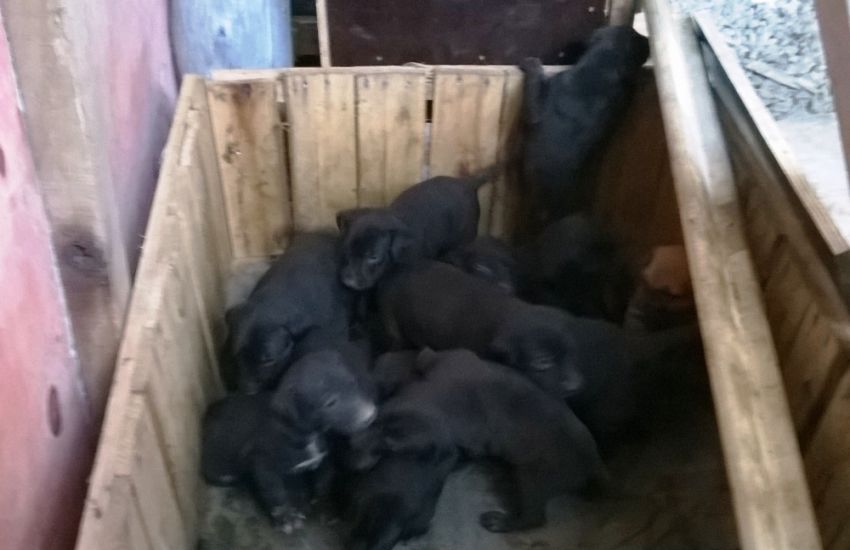 Doa-se filhotes de cães em Camaquã 