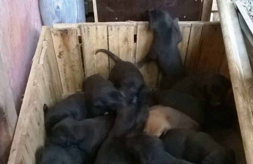 Doa-se filhotes de cães em Camaquã 