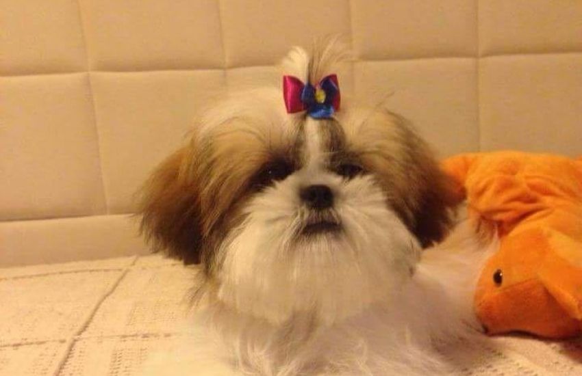 Cachorrinha da raça Shih-tzu está desaparecida desde ontem (16) em Camaquã 