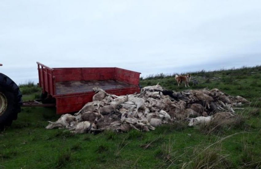 Variação térmica provoca morte de cerca de 2,7 mil ovelhas no Estado 