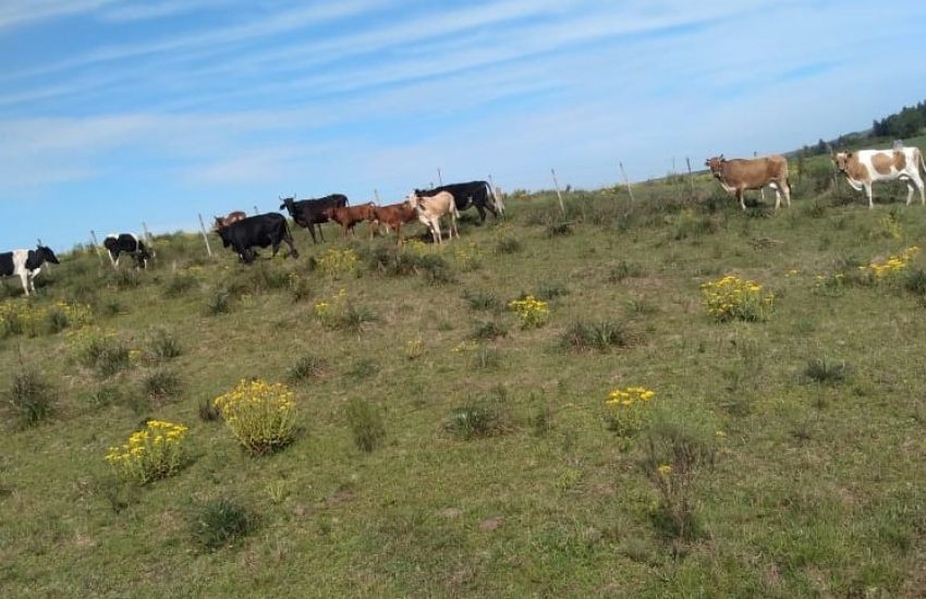 Decrab Camaquã faz apreensão de gado no interior de Canguçu 