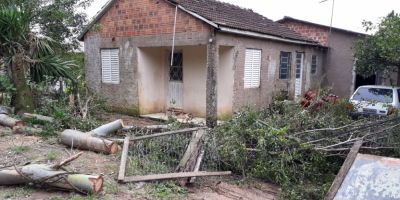 Árvore cai em residência no bairro Getúlio Vargas