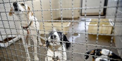 Câmara endurece penas para quem comete maus-tratos a animal doméstico