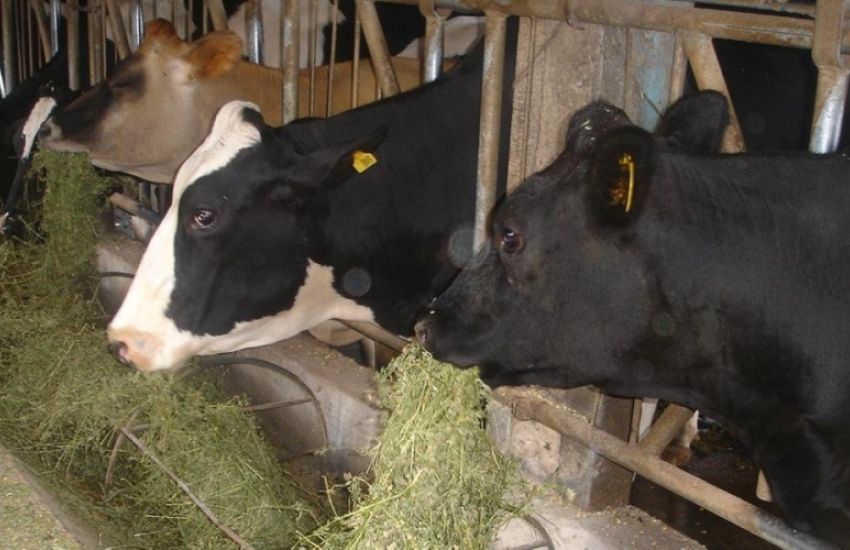 Pesquisadores podem ter descoberto origem do "mal da vaca louca" 