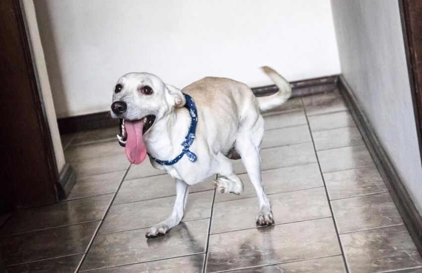 Cachorro com deficiência abandonado em São Leopoldo tem 20 interessados na adoção 