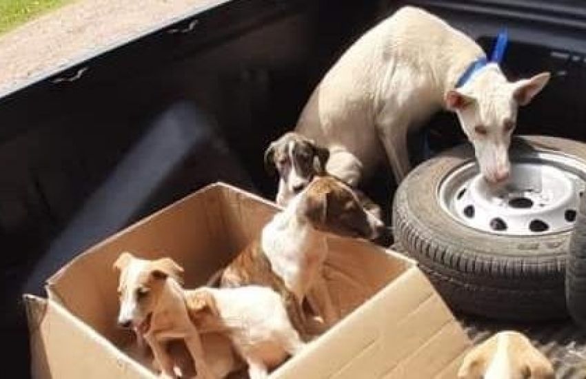  Vítimas de maus-tratos, cães são resgatados pela Polícia Civil em Porto Xavier 