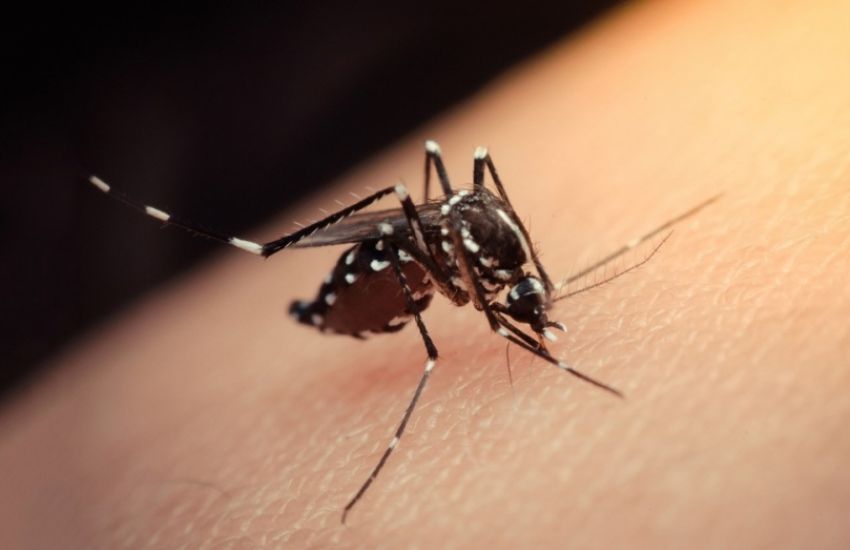Identificados mais dois focos do mosquito Aedes aegypti em Camaquã 