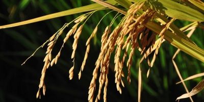Safra do arroz deve alcançar 8 milhões de toneladas no Estado, informa Irga