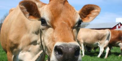 RS e Pará participam de intercâmbio virtual sobre pecuária leiteira