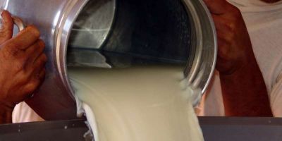 Valor do leite para o produtor deve cair 7,56% em maio