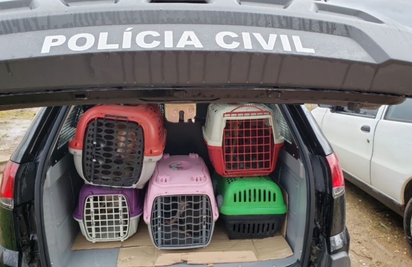 Animais são encontrados em situação de maus tratos em São Lourenço do Sul 