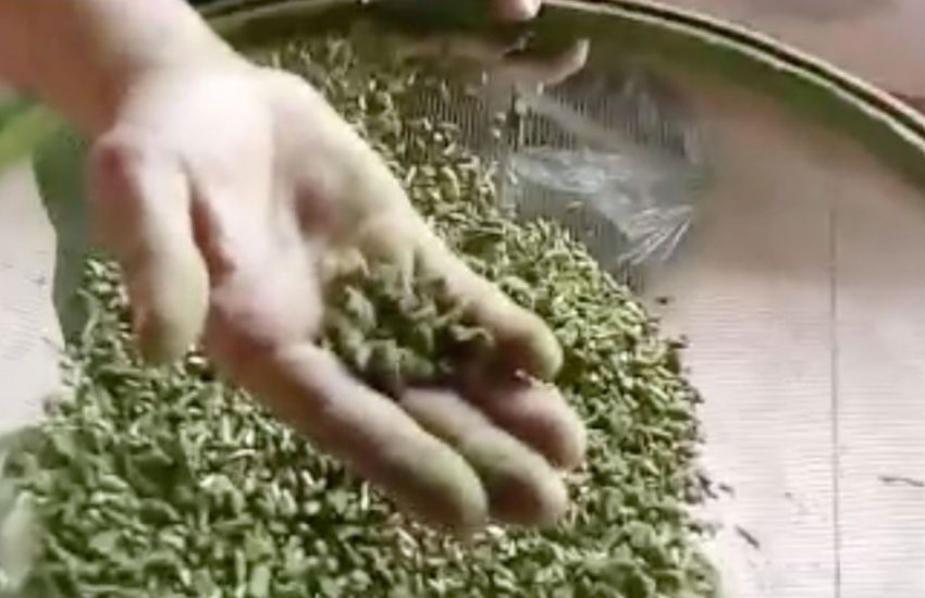 Quase meio quilo de maconha é encontrado em erva-mate em um presídio do RS 
