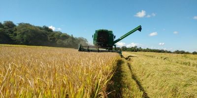 Semeadura do arroz no RS alcança 45,25%, aponta levantamento do Irga
