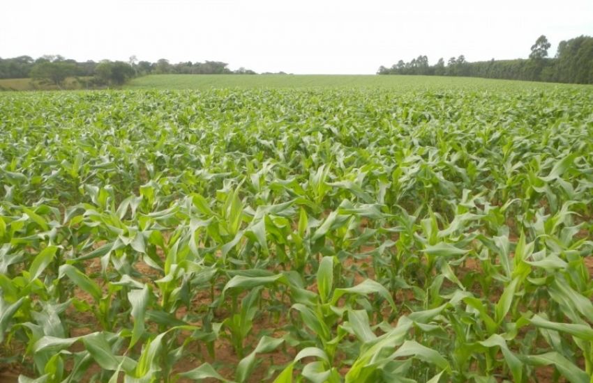 Mesmo com tempo seco, implantação de milho chega a 66% da área total cultivada 