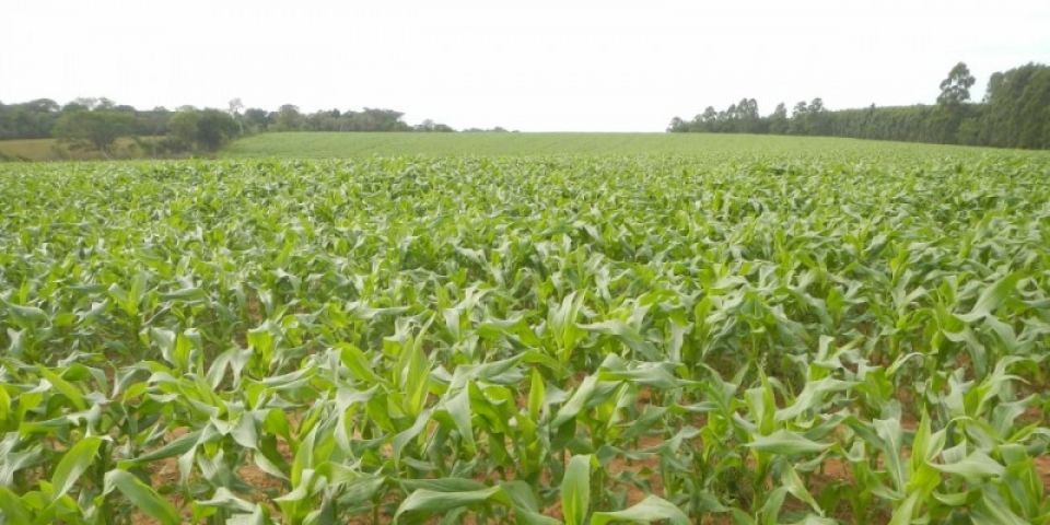Mesmo com tempo seco, implantação de milho chega a 66% da área total cultivada