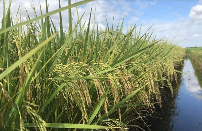 Semeadura de arroz registra 78,5% do previsto no Estado 