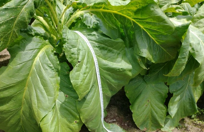 VÍDEO: plantação de fumo tem folha com mais de 1m de comprimento em Camaquã 