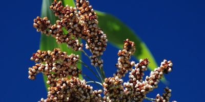 Agricultores começam a receber sementes do programa Troca-Troca Safrinha 2020/2021