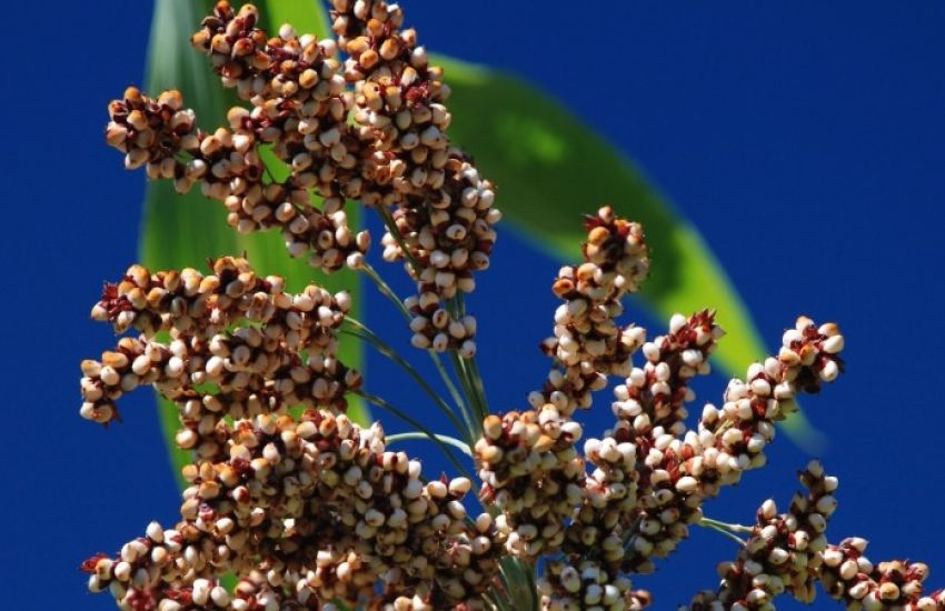 Agricultores começam a receber sementes do programa Troca-Troca Safrinha 2020/2021 