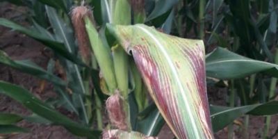 Doença causada pela cigarrinha preocupa plantadores de milho da região
