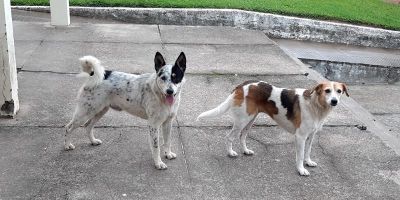 Covid-19: Rússia registra primeira vacina do mundo para animais