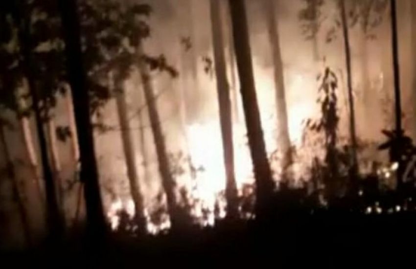 Mais um incêndio em mato de eucaliptos é registrado no interior de Dom Feliciano 