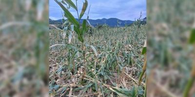 Vento forte destrói plantações no interior de Camaquã 
