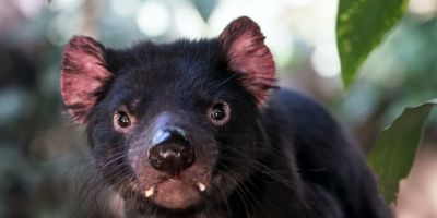 Diabos-da-tasmânia nascem na Austrália continental após 3 mil anos de seu desaparecimento 