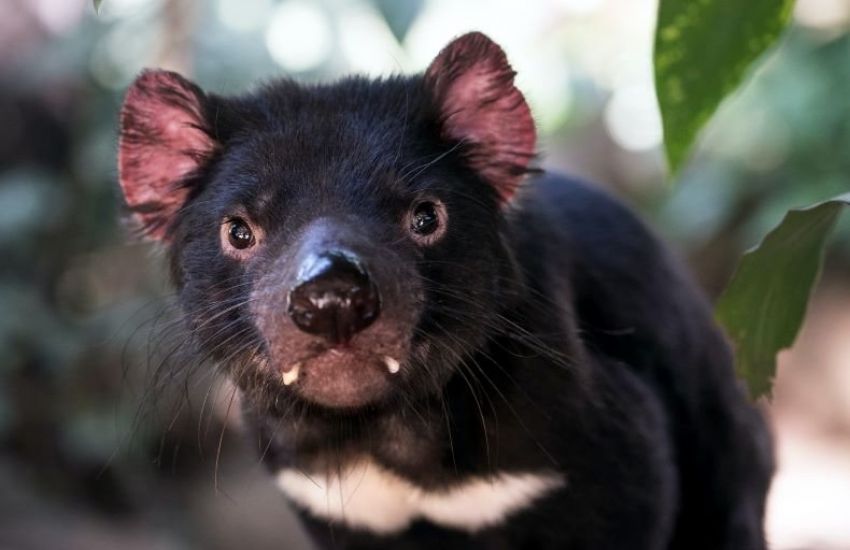 Diabos-da-tasmânia nascem na Austrália continental após 3 mil anos de seu desaparecimento  