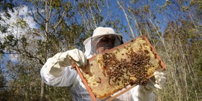 Inseticida é encontrado em 77% de amostras de colmeias com mortandade de abelhas no RS
