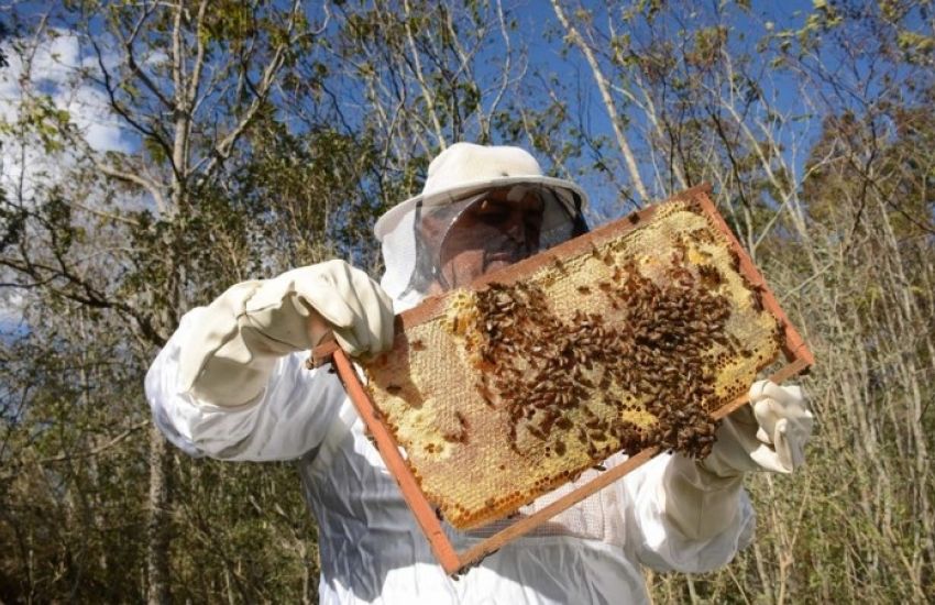 Inseticida é encontrado em 77% de amostras de colmeias com mortandade de abelhas no RS 