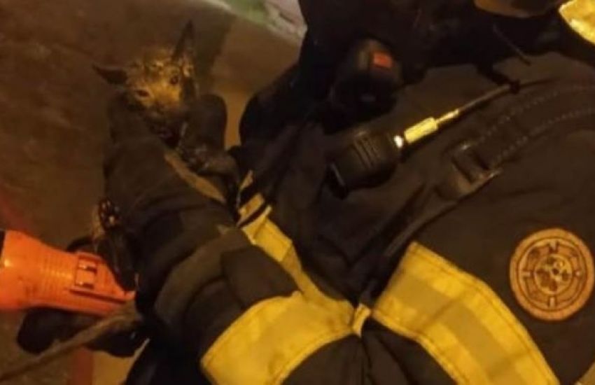 Mulher e gato de estimação são resgatados de incêndio em cidade do sul gaúcho  
