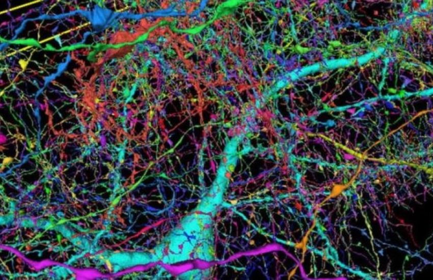 Google e Harvard mapeiam cérebro humano com milhões de imagens  