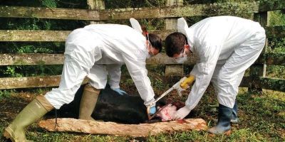 São Lourenço do Sul confirma primeiro caso de raiva bovina do ano 