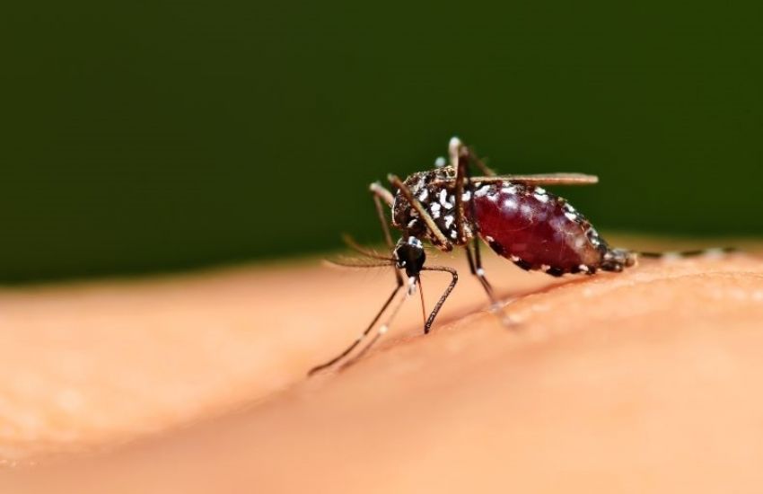 China erradica malária depois de 70 anos de luta contra a doença 