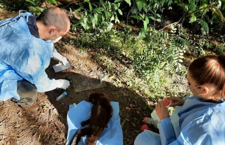 Em ação de conscientização sobre febre amarela, bugio é encontrado morto na zona rural de Chuvisca 