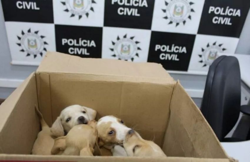  Mãe e filha são acusadas de jogarem cadela e filhotes pela janela do carro na Região Metropolitana  