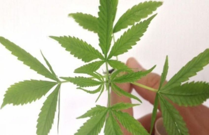 Decisões recentes devem consolidar jurisprudência sobre plantio de cannabis 